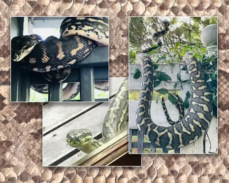 Embracing the Reptiles in the Roof: A Journey from Fear to Fascination