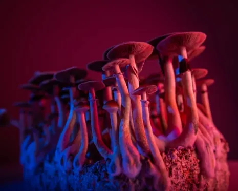 On Drugs by Justin Smith-Ruiu: A Philosophical Journey into Consciousness Expanders